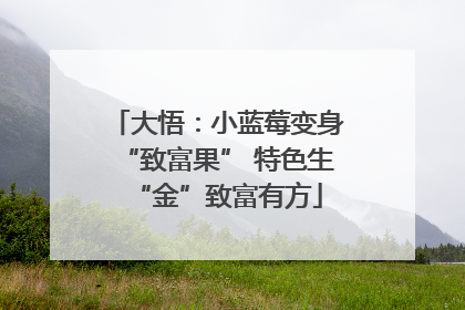 大悟：小蓝莓变身“致富果” 特色生“金”致富有方